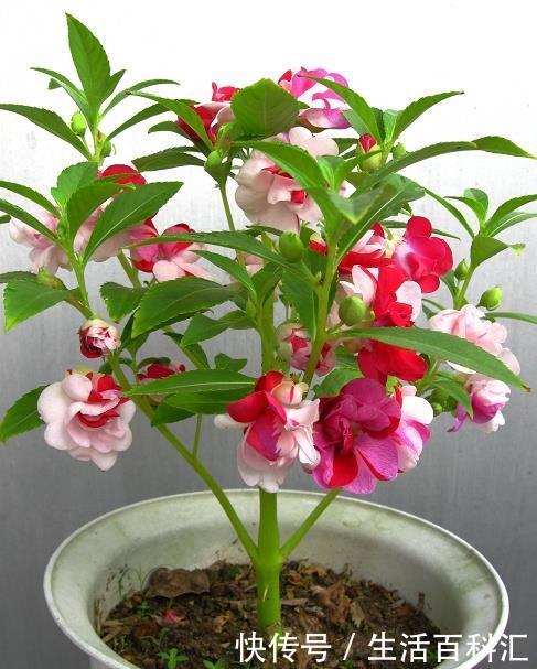 『夏季』夏季喜欢在家中养护花卉,就选择3种花卉,花色艳丽,花期长