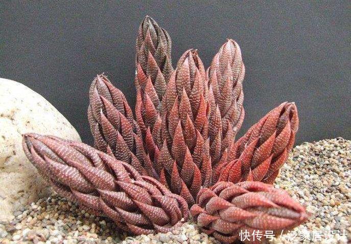  [奇异]新手养花，不如养观赏精品：九轮塔，白色纹理，品种奇异