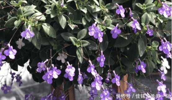  『适合』家里房子比较小，适合养什么花草这几种可以考虑一下