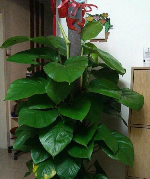  『居家』推荐居家办公9种耐阴植物，简单又好养，看看你喜欢的？