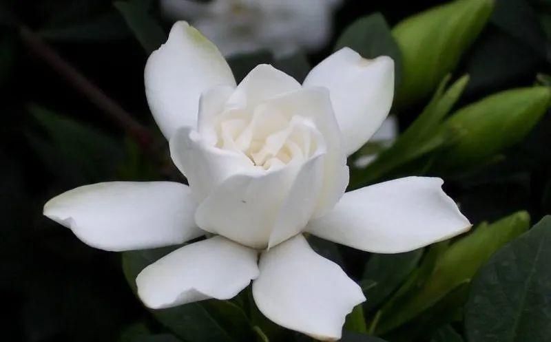  「栀子花」开卷有益 | 人间草木诗意情怀