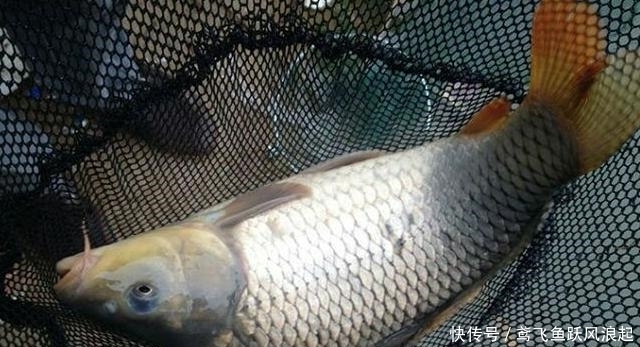  『简单』原来大鲤鱼的钓法这么简单！几分钟学会，每次鲤鱼越钓越多