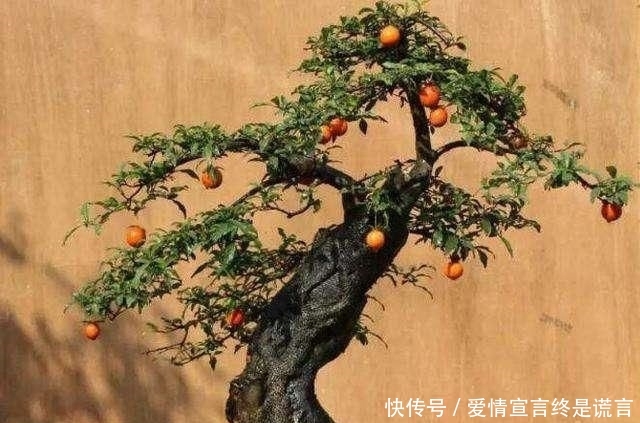 「样子」李大爷独具慧眼,最喜欢上山找树桩,再奇怪的样子也能变成盆景