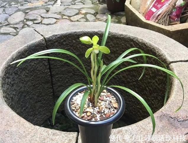 还加■兰花浇水只是单纯的浇水?老花匠还加了1点“它”,根不腐长得好
