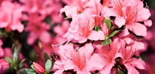  『寓意』这9种生活中常见的烂漫之花，有着独特而美好的寓意