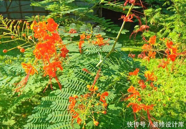 『不难』第一次见到长得这么像凤凰的花,可惜北方只能盆栽,养起来不难