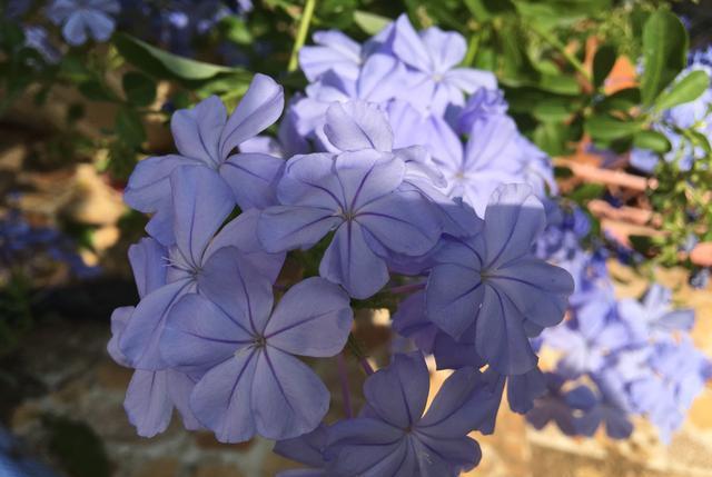 花儿■这“3种花儿”,也太好养了吧,种阳台上,动不动就开花、长爆盆