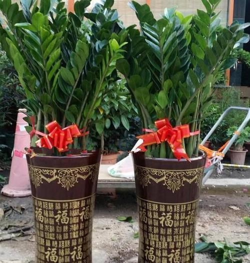  「好运」这4种“年宵花”，寓意好又好养，家里养1盆，明年行好运
