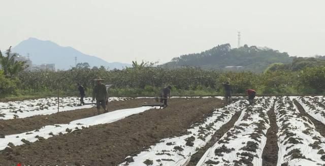  【铁铺镇坎下村】土地流转出效益乡村振兴有活力