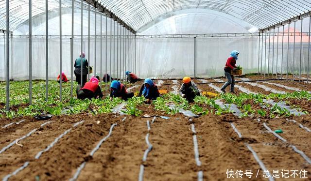 农村有3个“挣钱路子”，未来将会吃香，准备入行的农民提早规划