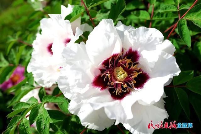 「牡丹花」牡丹花开在临夏 这里有看得见的夏意!