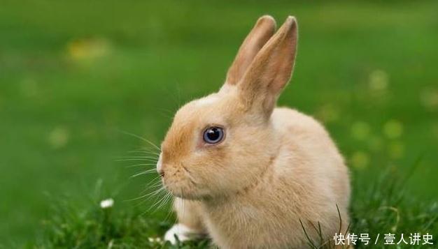 农村俗语“春不捡鸡，冬不捡兔”，是什么意思有道理吗