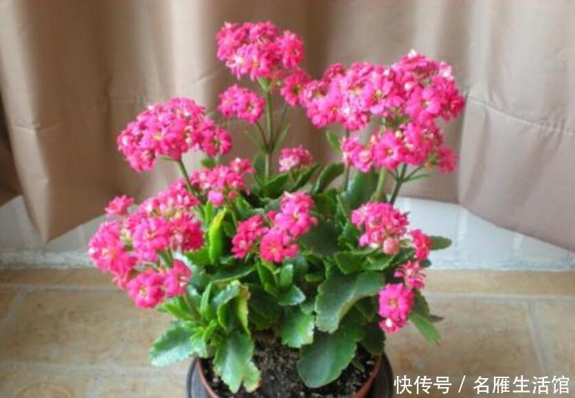  「阳光」长寿花只长叶片不开花？谨记四个原因，才能轻松应对