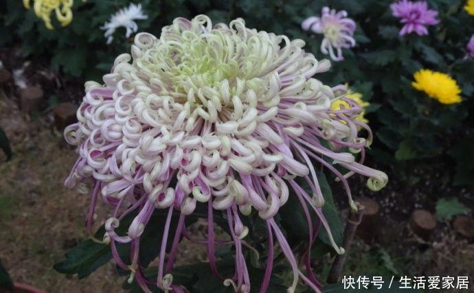  【龙面花】喜欢玫瑰，不如养盆“菊中精品”盘龙盈袖，粉嫩典雅，娇巧迷人！