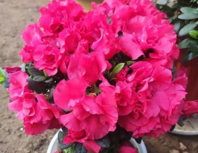  #石竹花#春季养上“4种花”，好养不说，花量还大，花开艳丽，好运来！