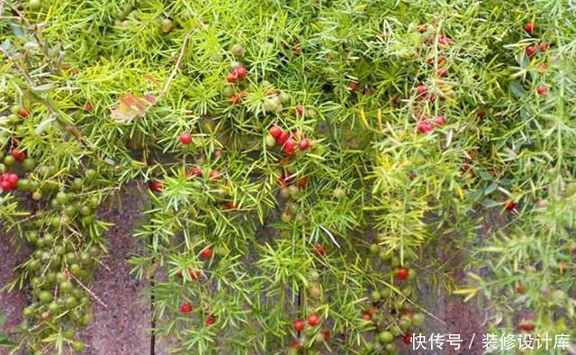  品种|武竹？还真有这个品种，种出来比文竹还美！