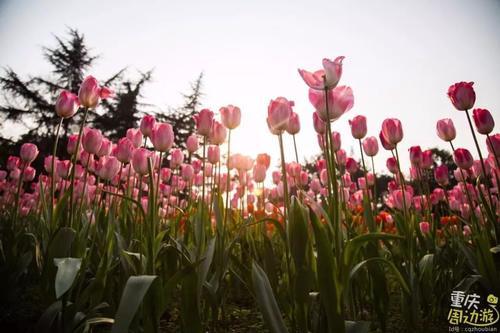 花开成海！再过一周重庆将美翻全国，14处美景玩转这个春天！
