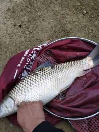 珠江夜钓，钓起70公分“红尾草鱼”，这是什么怪鱼？