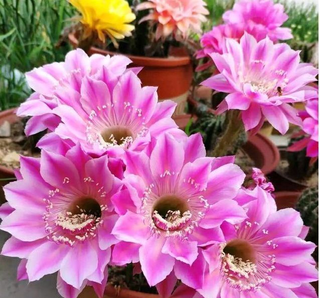  「开爆」此款花卉，花艳易爆盆，开花幽香暗淡，花开爆盆美如花