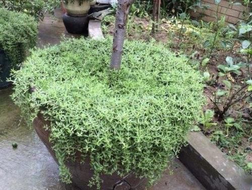  「不少」在野外有2种“多肉植物”，植株爆盆快，见到挖1棵养，1个月变美