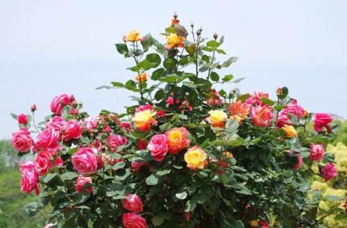 充足的情况@栽种月季花要注意什么,月季花是否能常年在室外养护?