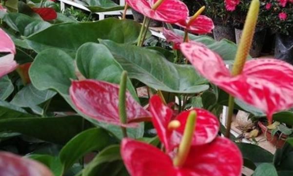  常用|花市老板告诉你：不良商家常用卖花“套路”，说破天也别买！