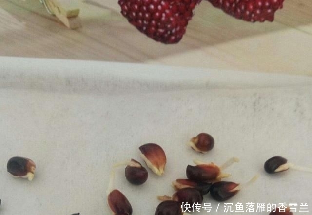 草莓@阳台上盆栽草莓,好吃好种又好看,结的果子四季吃不完!