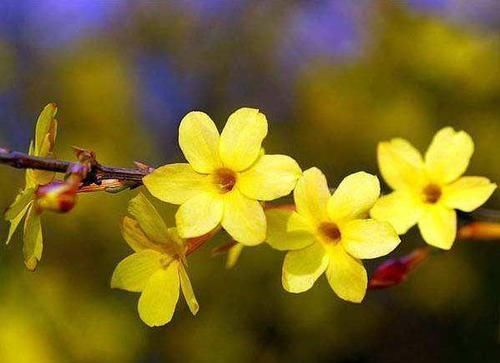 迎春花：?新手养花，不如养盆花中精品“迎春花”花开资貌绝伦，幽香美丽