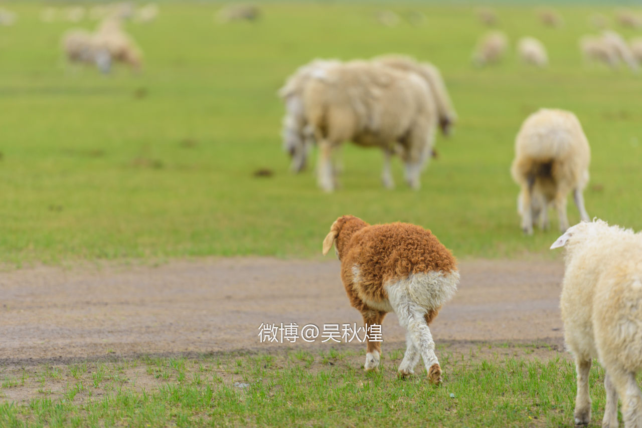 我和内蒙古呼伦贝尔有个约定