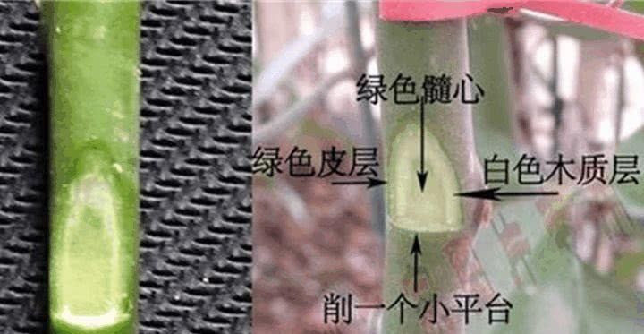  「万能」蟹爪兰插它身上就活，开花五颜六色，堪称万能嫁接神器！