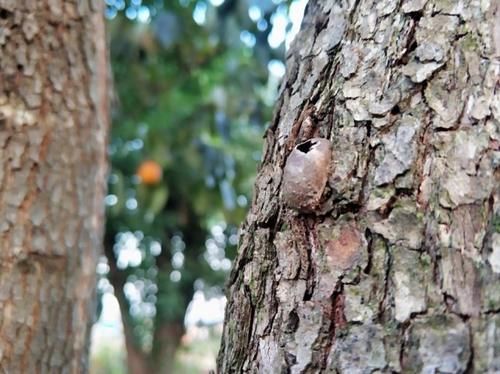  辣子■农村树上这种“破罐子”，收购价一斤200元，是真的还是骗