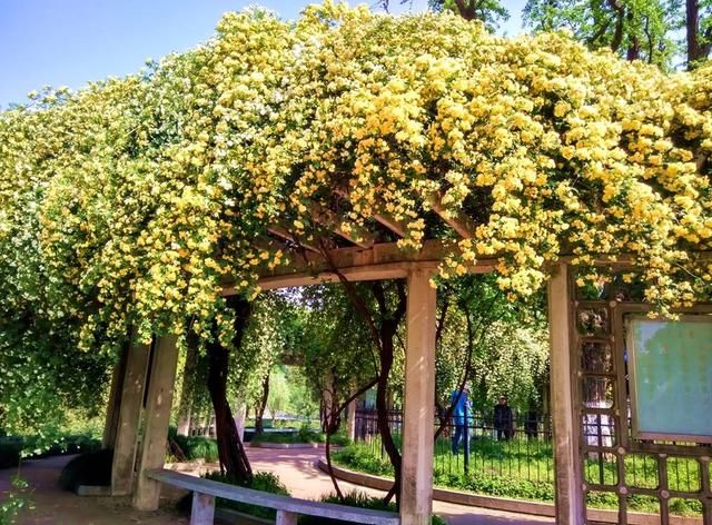 春天还在养绿萝吗？这种花有水就开花，花期长达半年，还有花香