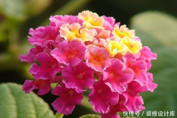  「海棠」好养易爆盆的“5种花”，阳台养几盆，直接开成百花园，人见人爱
