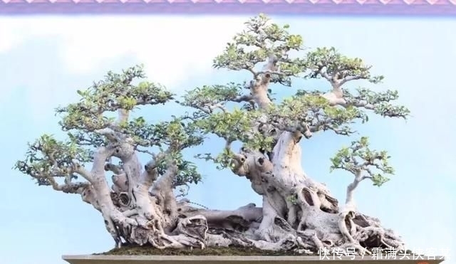  [栽种盆景]玩盆景，已成为当下追求高品质生活的一股潮流