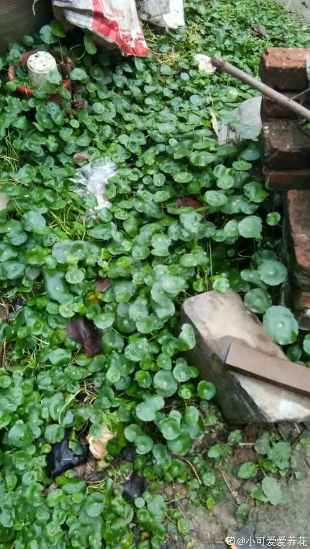  慎养■这花要慎养，每年砍掉3麻袋，照样蹭蹭长