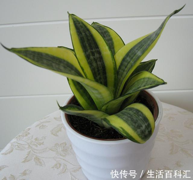  #不失#这几种高档花，摆在客厅，高级不失优雅感，养护简单四季常绿