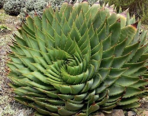  『植株』1种多肉植物，叶片螺旋生长，被称为“螺旋芦荟”，1棵值“1万”