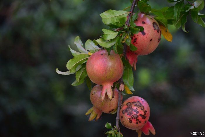奥迪A6L，宝马X3，奔驰GLB，凯迪拉克CT5，不一样的新感受之九