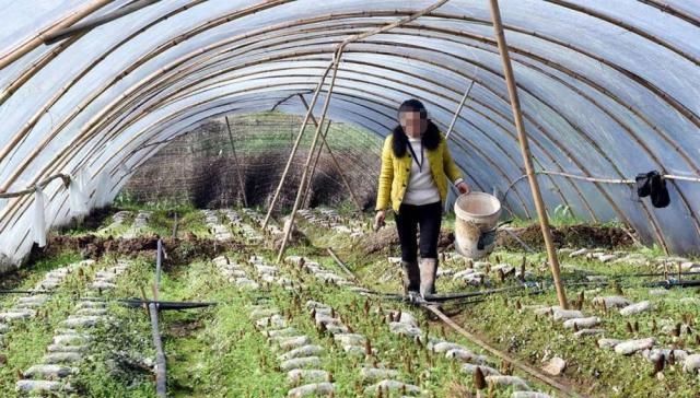  妄想：种植规模连年暴增，价格一年比一年低，捂到发臭都不卖还