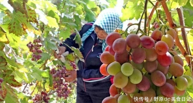  【合适】农村老家院子种什么树合适？老农：这4种树，千万别错过