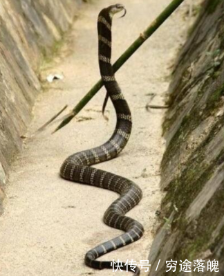 农村老人说过山风专门克制扁头风,真的