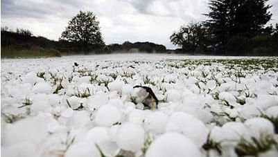  昨晚：昨晚河北多地区出现冰雹，冰雹对农作物破坏太大？看完明白了