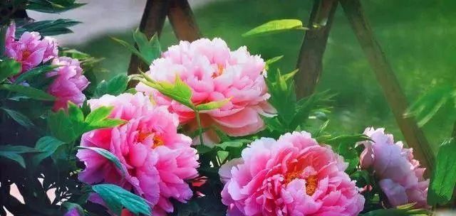 牡丹■别看着眼馋,这些大型花,没有一个院子,买了也白花钱