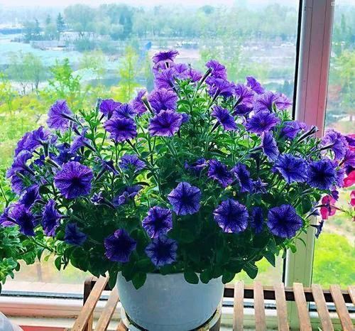  「植物适当」养花小常识，这6点要注意，教你正确养花，保持株形美观
