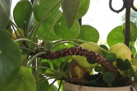  [植物]这三种绿植不喜太阳十分耐阴，放在卫生间都能蹭蹭长不停