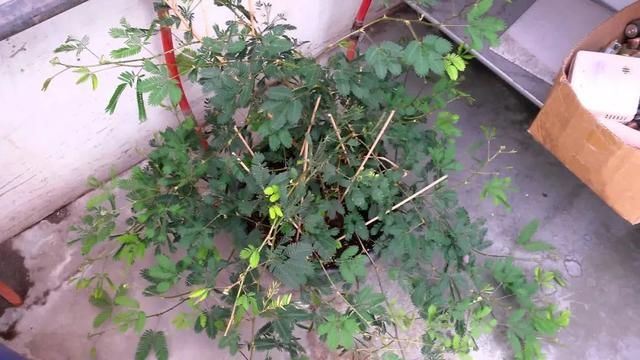  『要注意』含羞草被当杂草，碰多掉发，为啥还会变成流行而有趣的盆栽植物