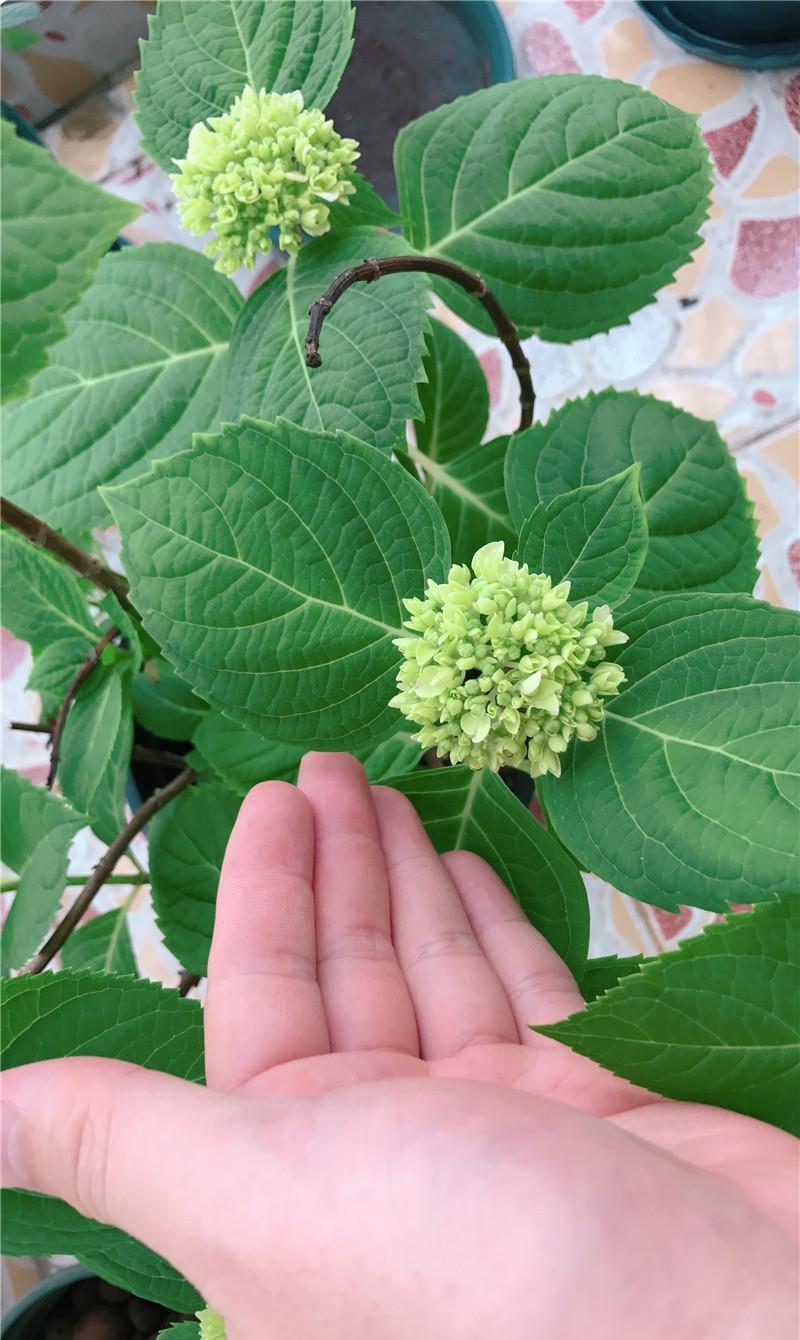 花儿■90天前,绣球花刚开箱,90天后,花儿已凋谢,一起来坐时光机~
