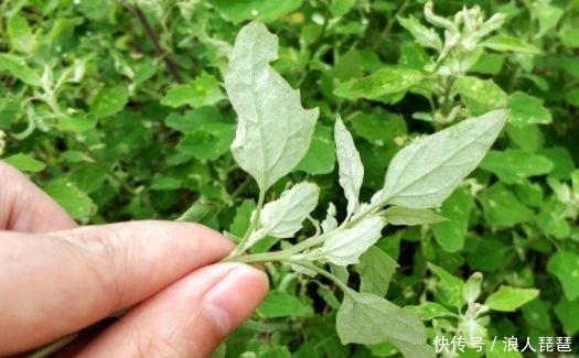 过去用来喂猪的野草，其实含钙量高，还能“降压”，城里一斤8元