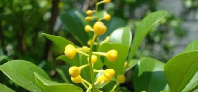  『阳光』这几种花卉适宜夏季种，爆盆快！快速让您阳台浪漫满屋、花香四溢