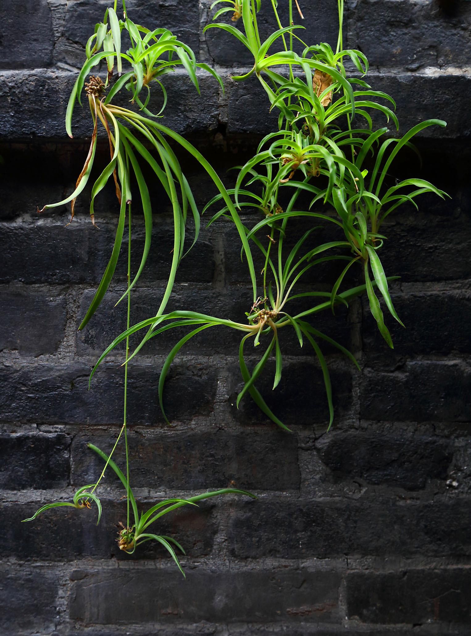  「植物」喜欢养植物是一种什么体验，你都有养过些什么呢